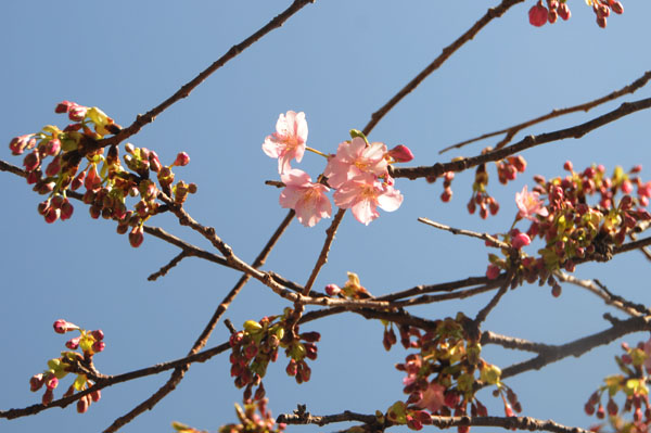 みなみの桜